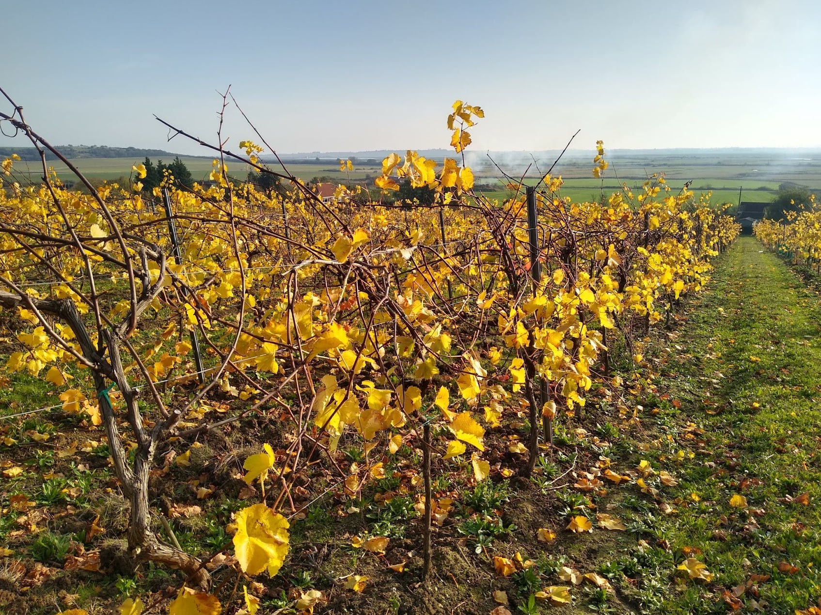 Crouch Valley Vineyard in autumn, golden leaves on the vines with Essex countryside beyond